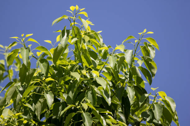 ラヴィンツァラ