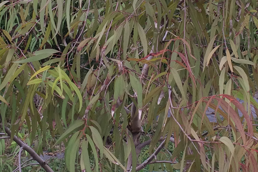 ユーカリ・ラディアタ