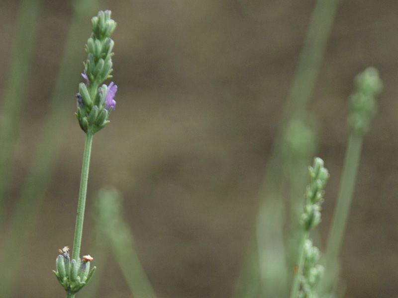 ラベンダー・スピカ