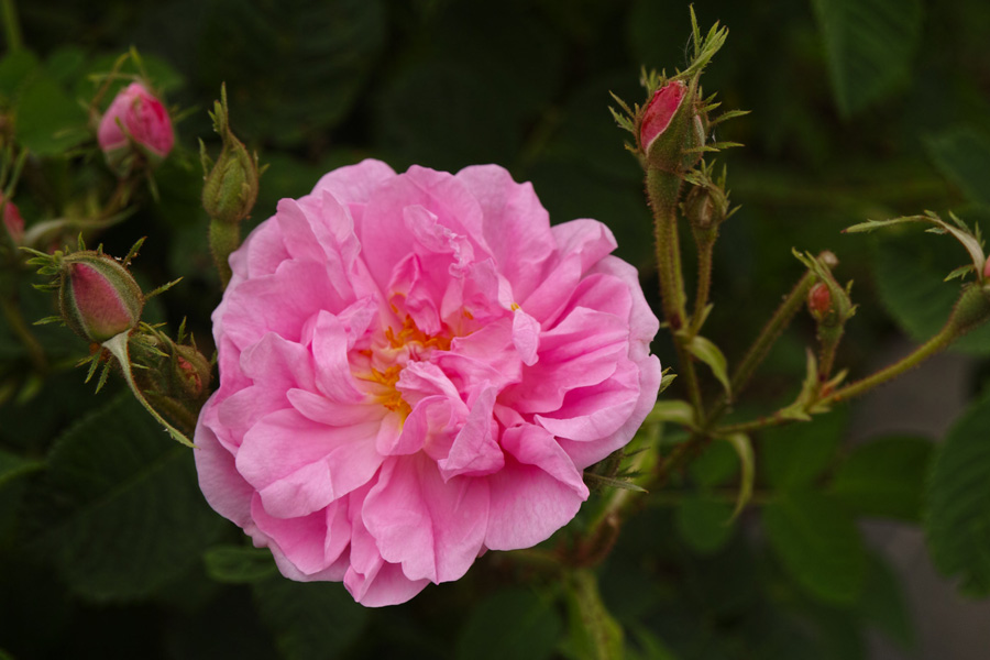 ダマスクローズ